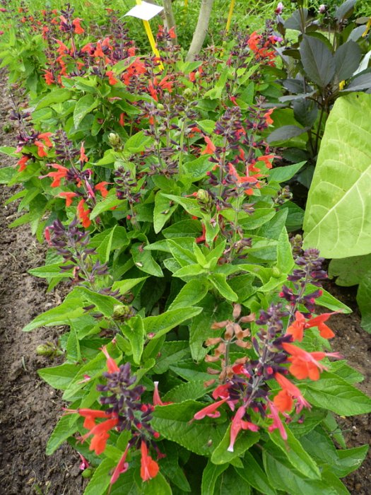 Salvia coccinea 'Forest Fire' (2)